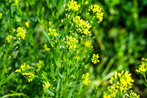 Cargill_Soil_Vinton_0091