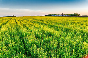 Cargill_Soil_Vinton_0091