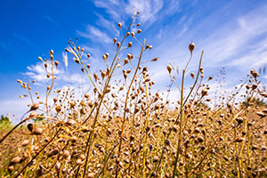 Cargill_Soil_Vinton_0091