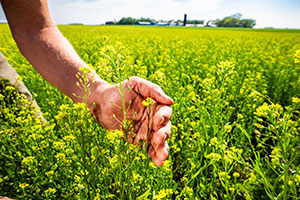 Cargill_Soil_Vinton_0091