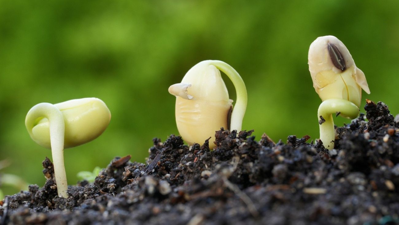 Vietnam Food System Shows Strength in RFSI Report