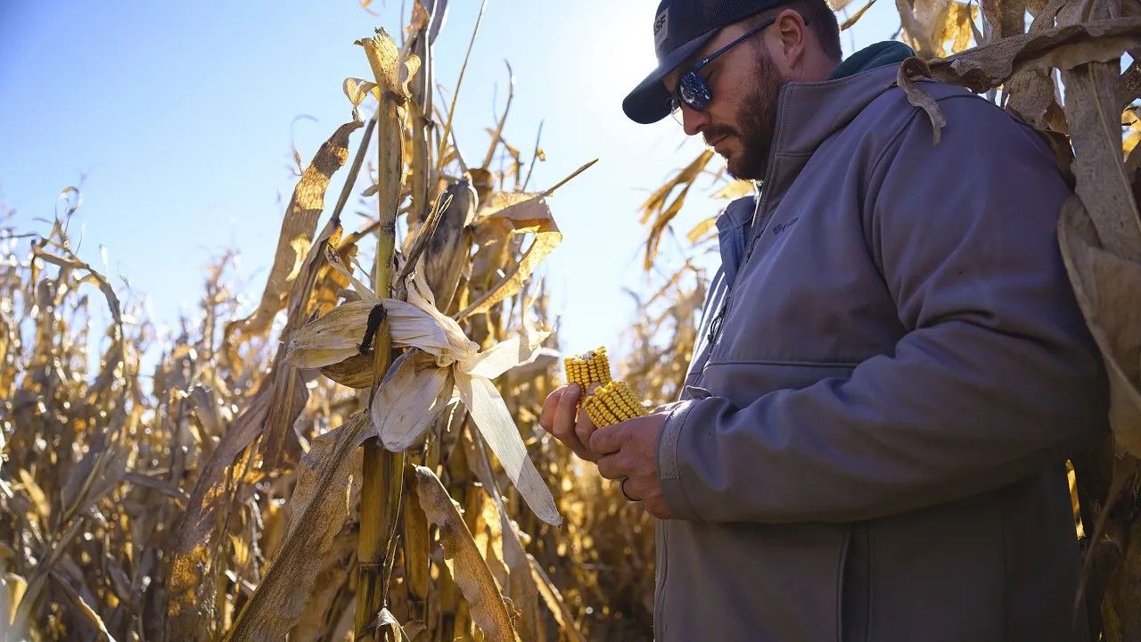 Man holding a corn cob in a corn field. Man holding a corn cob in a corn field.