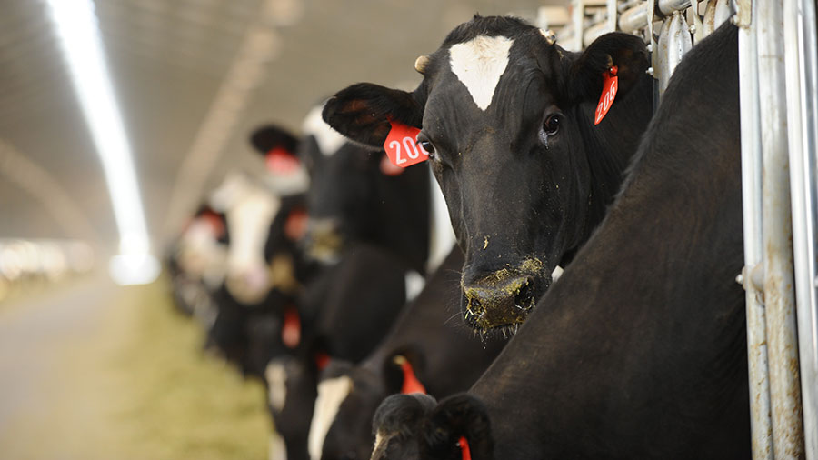 A black dairy cow with a white patch on its forehead looks at the camera as it stands in a long row of dairy cows. A black dairy cow with a white patch on its forehead looks at the camera as it stands in a long row of dairy cows.