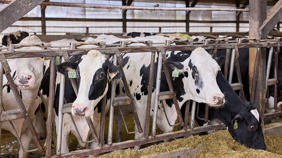 A close up of several dairy cows in a pen eating feed. A close up of several dairy cows in a pen eating feed.