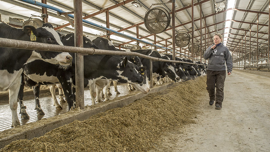 A female farmer walks in front of a line of black and white dairy cows as they eat feed inside a large partially enclosed structure. A female farmer walks in front of a line of black and white dairy cows as they eat feed inside a large partially enclosed structure.