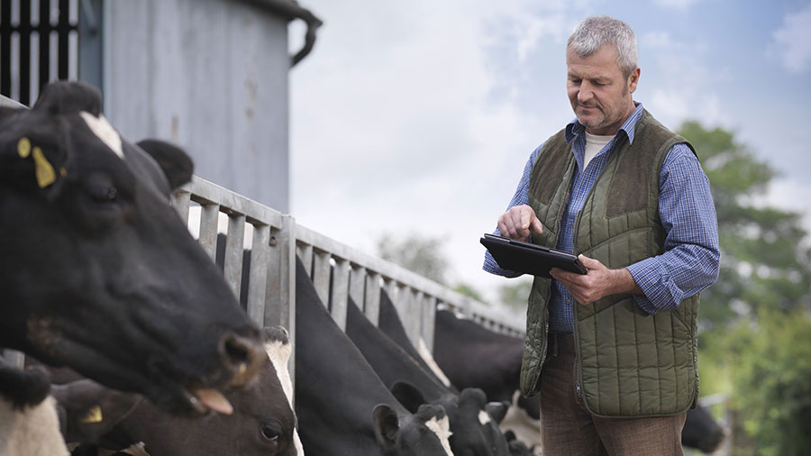 A male farmer in a green jacket looks at a digital tablet as he stands in front of a row of black dairy cows. 