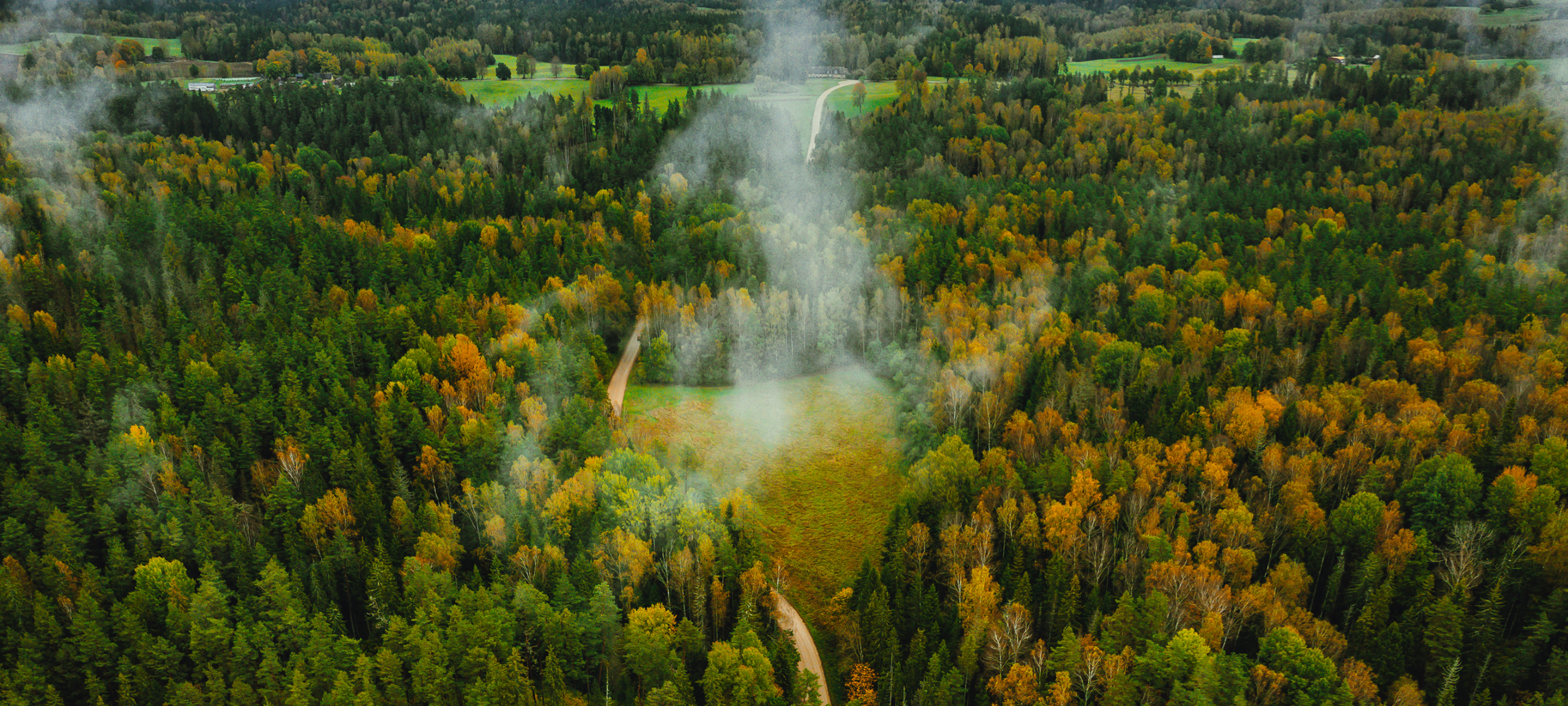 road surrounded by trees