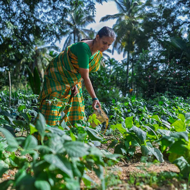Woman watering plants in field.