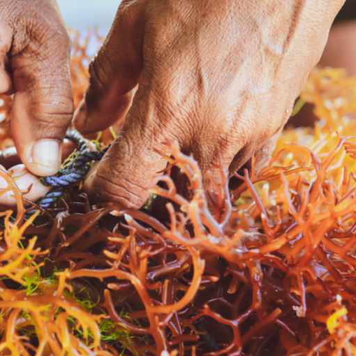 Changing the carrageenan conversation