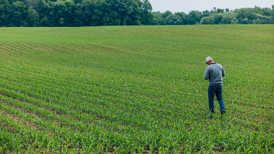 A male farmer walks away from the camera through a massive field of small green plants that stretches into the horizon. 