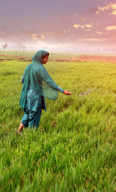 Farmer walking through a crop field in India.