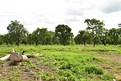 Sustainable Shea 