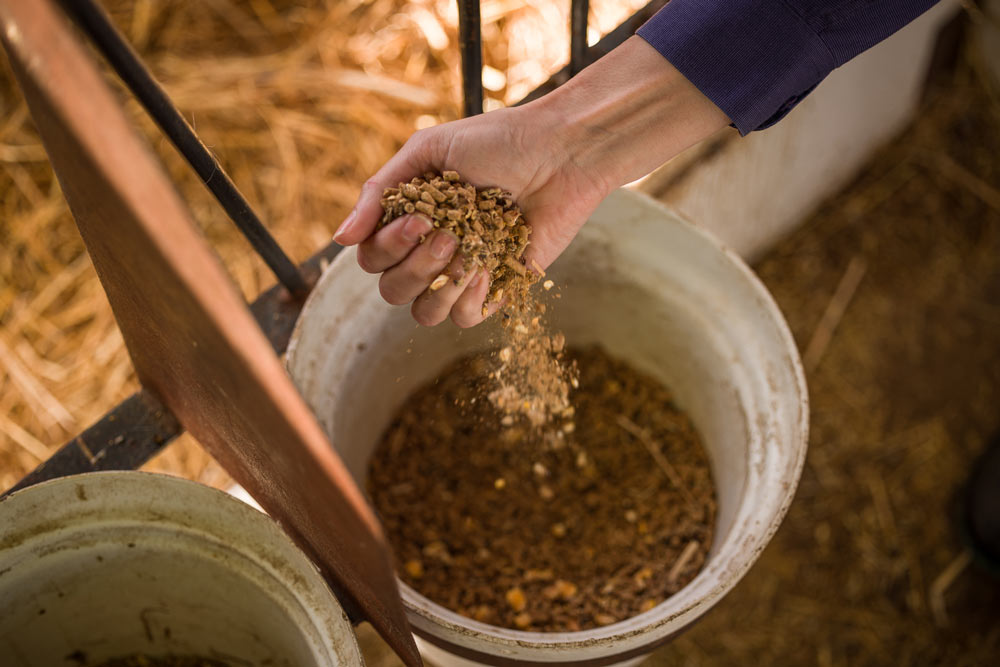 Hand holding livestock feed pellets over a feed bucket.