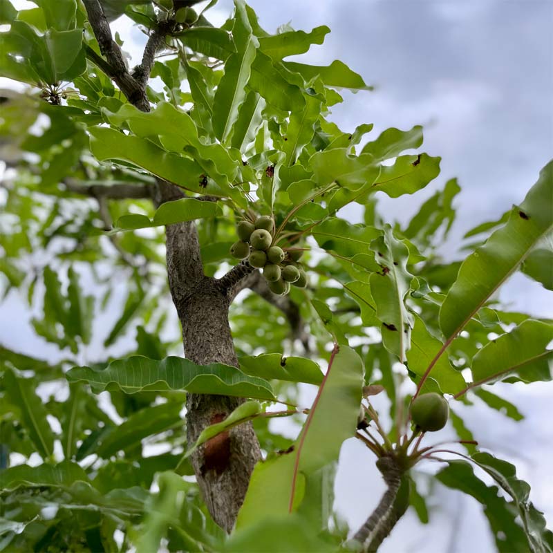 Sustainable Shea 