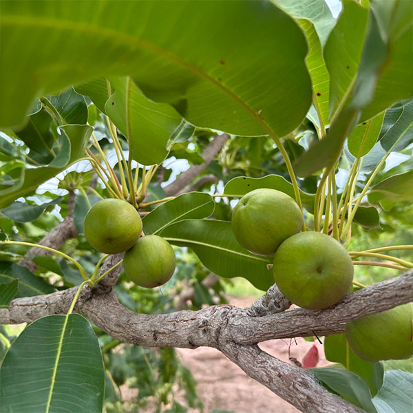 Sustainable Shea 