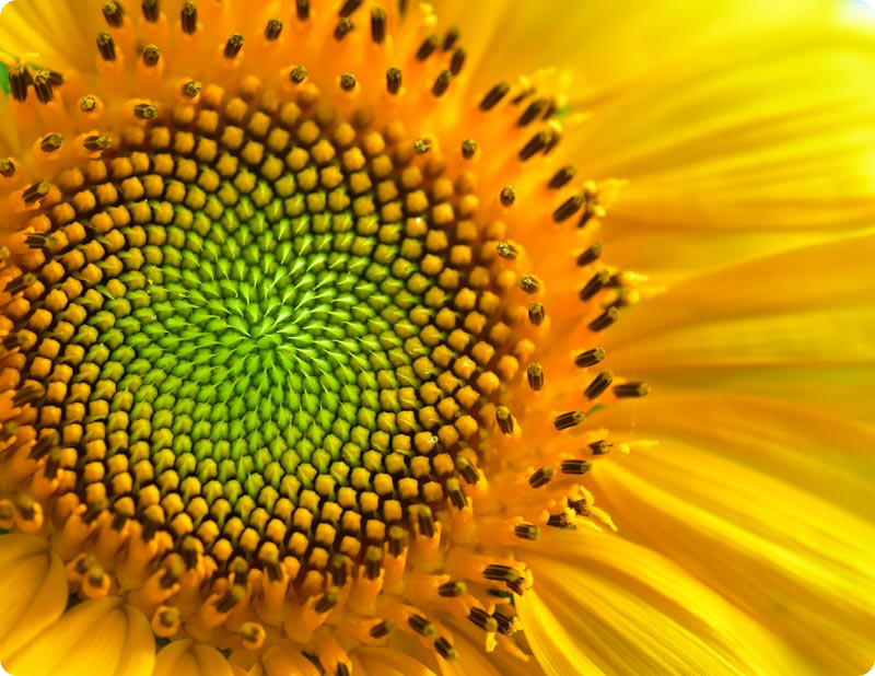 Sunflower close up with details.