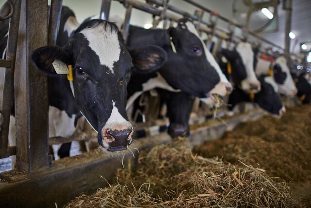 McCarty Family Farms, MVP Dairy and Cargill invest in the next generation of agriculture with new interactive dairy nutrition exhibits