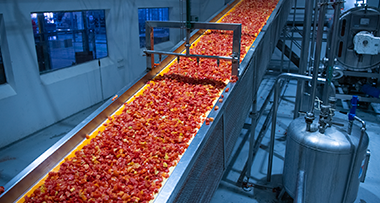 Foto de esteira de equipamento industrial com repleta de tomates selecionados
