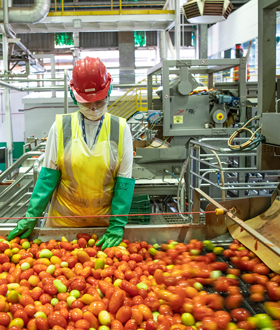 Foto de funcionária da Cargill, com capacete e óculos de proteção, conferindo o processo de higienização de tomates em uma esteira de maquinário, tendo ao fundo equipamentos da linha de produção
