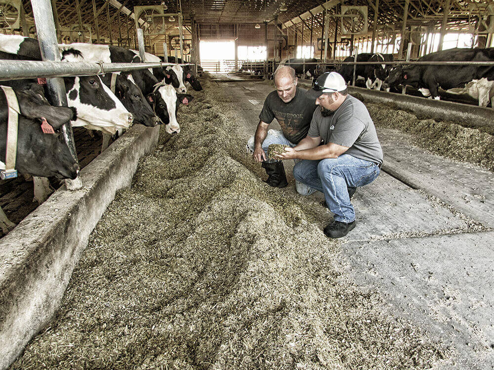 Cargill Dairy Dreams Animal Nutrition Success Stories