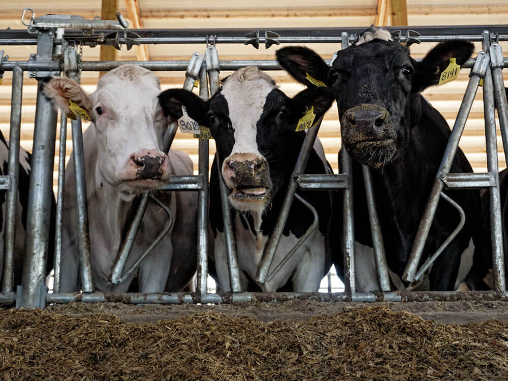 Cargill Dairy Dreams Animal Nutrition Success Stories