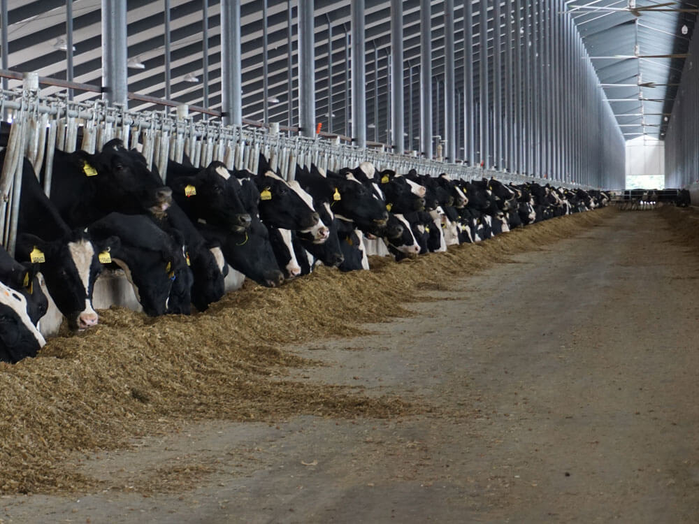 Cargill Dairy Dreams Animal Nutrition Success Stories