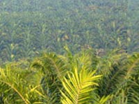 Palm plantation. Cargill.