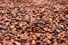 Cocoa beans. Cargill.