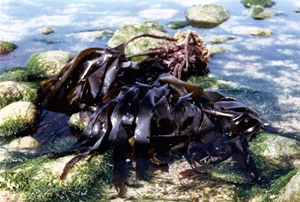 Alginates are a thickening and gelling agent for food and drink applications extracted from seaweed. Cargill.
