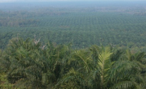 West Kalimantan, PT Harapan Sawit Lestari palm plantation.