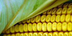 Corn. Cargill.